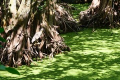 Nycticorax nycticorax image