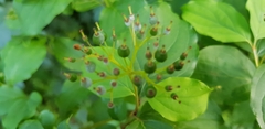 Cornus