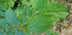 Cornus