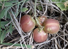 Astragalus plattensis