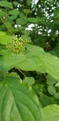 Cornus