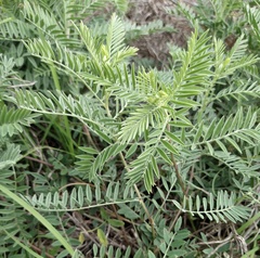 Astragalus plattensis