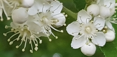 Crataegus monogyna