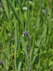 Myosotis discolor discolor