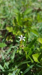 Lobelia concolor