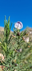 Psoralea axillaris
