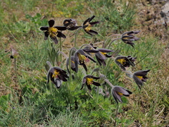 Pulsatilla rubra