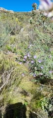 Psoralea axillaris