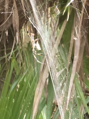 Trichonephila clavipes