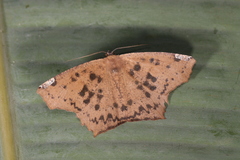 Paragonia cruraria
