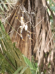 Trichonephila clavipes