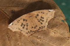 Paragonia cruraria