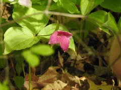 Trillium grandiflorum