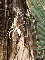 Trichonephila clavipes