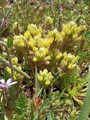 Castilleja ambigua