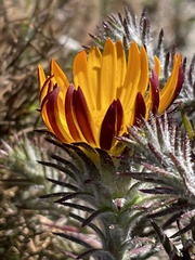 Oedera capensis