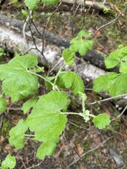 Ribes viscosissimum