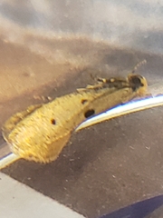 Tinea trinotella