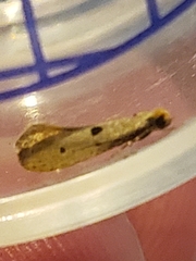 Tinea trinotella