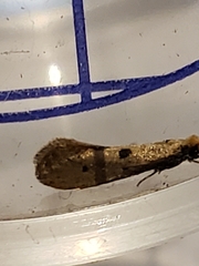 Tinea trinotella