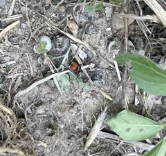 Dasymutilla texanella