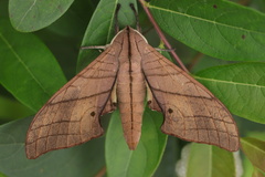 Marumba cristata