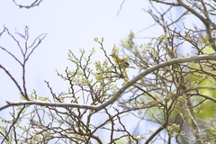 Sideroxylon foetidissimum