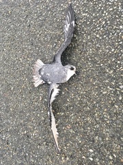 Pterodroma inexpectata