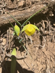 Calochortus pulchellus