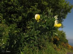 Cytisus commutatus