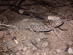 Phyllodactylus homolepidurus