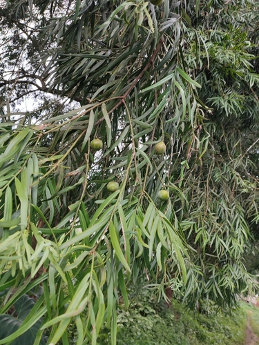 Afrocarpus mannii image