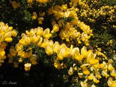 Cytisus commutatus