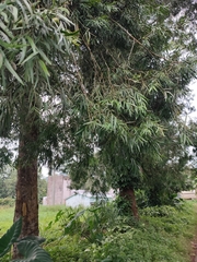 Image of Afrocarpus mannii