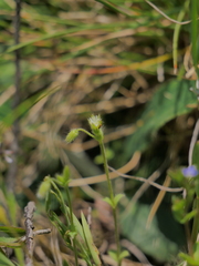 Cerastium brachypetalum