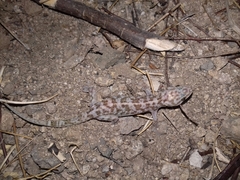 Phyllodactylus homolepidurus