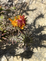 Oedera capensis