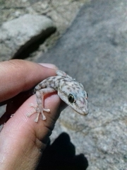 Phyllodactylus homolepidurus