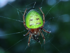 Araneus apricus