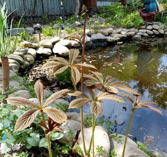 Rodgersia aesculifolia