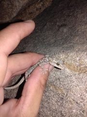 Phyllodactylus homolepidurus