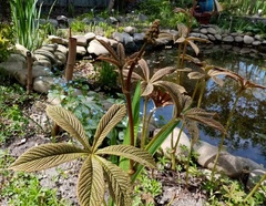 Rodgersia aesculifolia