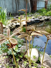 Rodgersia aesculifolia