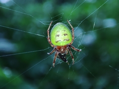 Araneus apricus