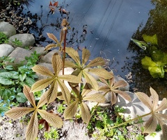 Rodgersia aesculifolia