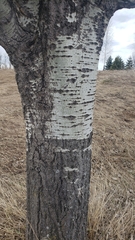 Populus nigra