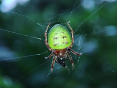 Araneus apricus