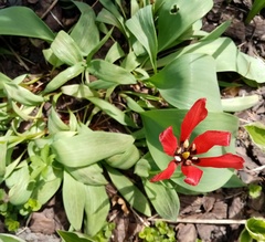 Tulipa greigii