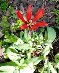 Tulipa greigii