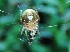 Araneus apricus